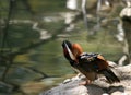 Drake Mandarin Duck Royalty Free Stock Photo