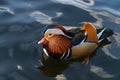 A drake mandarin duck in mating season with brightly colored feathers floats on the water at sunset. Image for your design Royalty Free Stock Photo