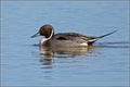 Drake Northern Pintail - Anas acuta. Royalty Free Stock Photo