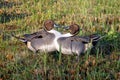 Drake Northern Pintails - Anas acuta squaring up for a fight. Royalty Free Stock Photo