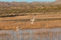 Drake Pintails in Flight Royalty Free Stock Photo