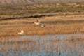 Drake Pintails in Flight Royalty Free Stock Photo