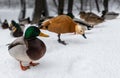 the drake stands against the background of other ducks on the white snow