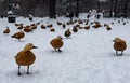 the drake stands against the background of other ducks on the white snow