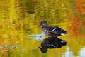 Drake wild duck on the water of the lake, where the autumn foliage reflected