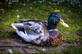 Drake wild duck (Mallard) resting on the green grass with blur background