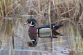 Drake Wood Duck