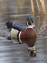 Drake Wood Duck Royalty Free Stock Photo