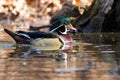 Drake Wood Duck with Acorn Royalty Free Stock Photo