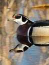 Drake Wood Duck Royalty Free Stock Photo