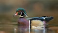 A Wood Duck Portrait Royalty Free Stock Photo