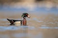 A Wood Duck Portrait Royalty Free Stock Photo