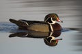 Drake Wood Duck Royalty Free Stock Photo