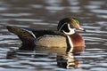 Drake Wood Duck Royalty Free Stock Photo