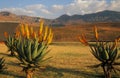 Drakensberg Mountains Royalty Free Stock Photo