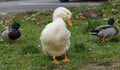 Drakes and goose friends - close-up Royalty Free Stock Photo