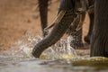 A dramatic action close up of an elephant splashing and spraying water