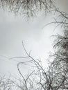 Bare tree branches against a foggy sky background Royalty Free Stock Photo