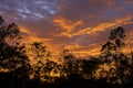 Dramatic australian sunrise with Gum tree silhouette
