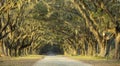 Dramatic avenue of oaks