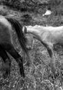 Dramatic b&w image of a injured young horse deep in he countryside of the caribbean mountains. Royalty Free Stock Photo