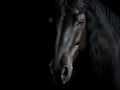 Dramatic background of a black stallion horse