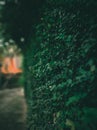 Dramatic background photo green leaf bluring