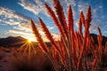 dramatic backlit shot of a blooming ocotillo