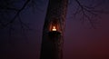 Dramatic bare tree trunk with a flickering candle light against a mysterious purple black gradient background Royalty Free Stock Photo