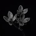 Dramatic beach morning glory seeds isolated on pure black