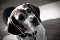 Dramatic Beagle Dog Portrait Royalty Free Stock Photo