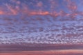 Dramatic beautiful sunrise, sunset pink violet blue sky with many little small clouds background texture Royalty Free Stock Photo