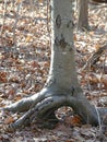 Dramatic Beech Tree Roots Growing Above Ground Autumn