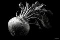 Dramatic black and white close-up of a sugar beet, showcasing texture and form Royalty Free Stock Photo