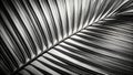 Dramatic Black and White Coconut Leaf Shadow Photography Unveiling Texture and Light Through Striking Contrast Royalty Free Stock Photo