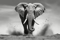dramatic black and white image of a charging bull elephant