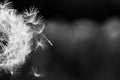 Dramatic black and white meadow background. Inspirational nature closeup, abstract floral delicate natural blossom seed, macro Royalty Free Stock Photo