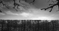 Dramatic Black and White Photo of Branches of the Trees Against a Moody Cloudy Sky. Copy space Royalty Free Stock Photo