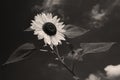 A dramatic black and white photo of a sunflower Royalty Free Stock Photo