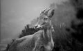 Black and white Portrait of Ibex on Nilgiri hills of South India