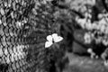 Dramatic black and white scene of death of butterfly Pieris Brassicae trapped into cobweb threads. Concept of life and death. Royalty Free Stock Photo