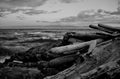 Dramatic scene of driftwood logs, rocks and crashing waves along the shore of Juan de Fuca Strait in black and white