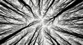 Dramatic black and white shot looking up through forest canopy reaching towards sky Royalty Free Stock Photo