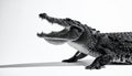 Powerful Crocodile Profile with Open Jaws Royalty Free Stock Photo