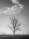 Dramatic black and white vertical photo of a barren lone tree on the autumn meadow and flock of birds flying away. Conceptual