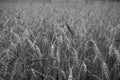 Dramatic black and white wheat field, monochrome Royalty Free Stock Photo