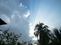 Dramatic blue sky in sunset time with floating fluffy clouds. Sunlight reflection from back making coconut palm tree silhouette. Royalty Free Stock Photo