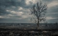 Dramatic Burned field from controlled burn Royalty Free Stock Photo