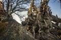 Dramatic close shot of sunkissed tree roots