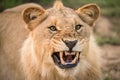 A dramatic close up action portrait of the face of a snarling lioness